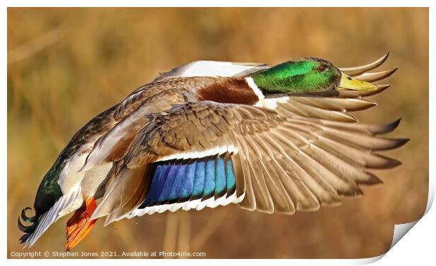 Mallard Duck In Flight Print by Ste Jones