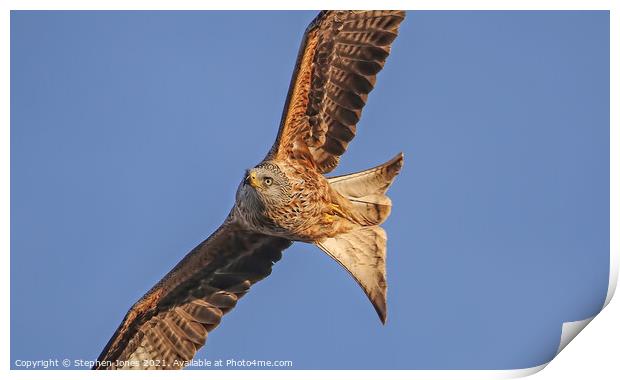 Red Kite In Flight Print by Ste Jones