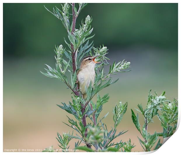 Singing Sedge Warbler Print by Ste Jones