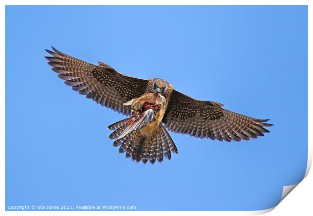Peregrine Falcon In Flight With Prey Print by Ste Jones