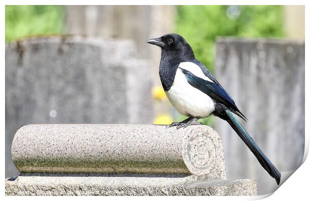 Magpie Perched Atop A Headstone. Print by Ste Jones