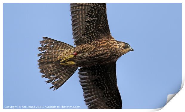 Young Peregrine Falcon Print by Ste Jones