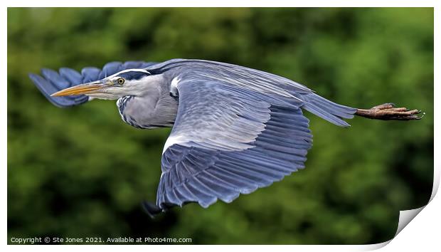 Majestic Grey Heron Print by Ste Jones