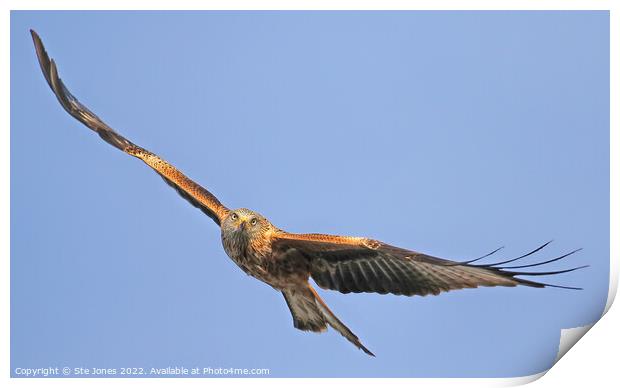 Red Kite In Flight Print by Ste Jones