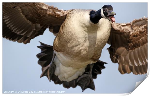 Butterball On Approach Print by Ste Jones