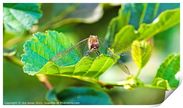 The Happy Dragonfly Print by Ste Jones