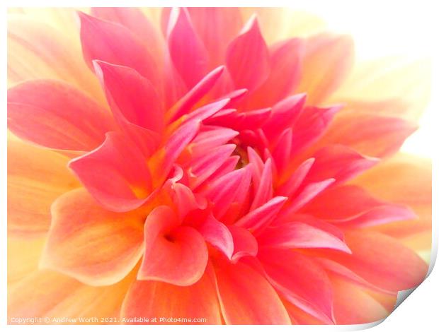 Dahlia in soft macro Print by Andrew Worth