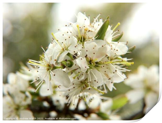 Hawthorn in bloom Print by Andrew Worth
