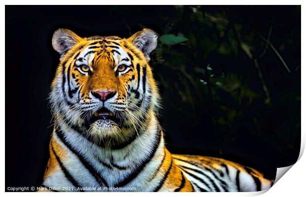 Amur Tiger Port Lympne Kent Print by Mark Dillen