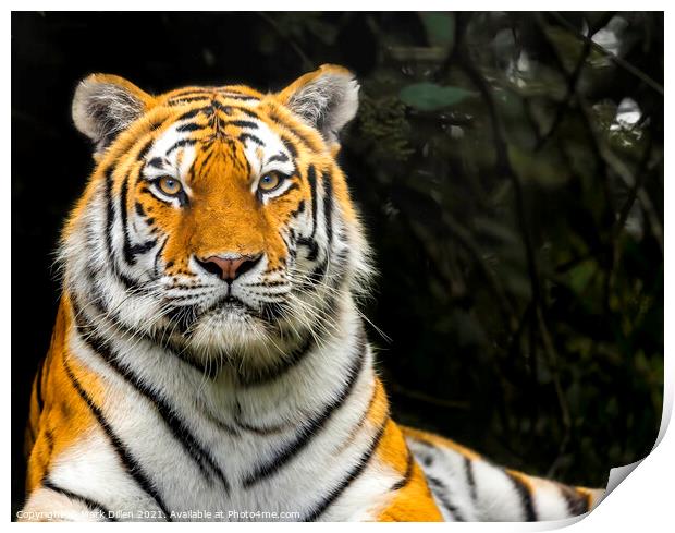 Amur Tiger Port Lympne Print by Mark Dillen