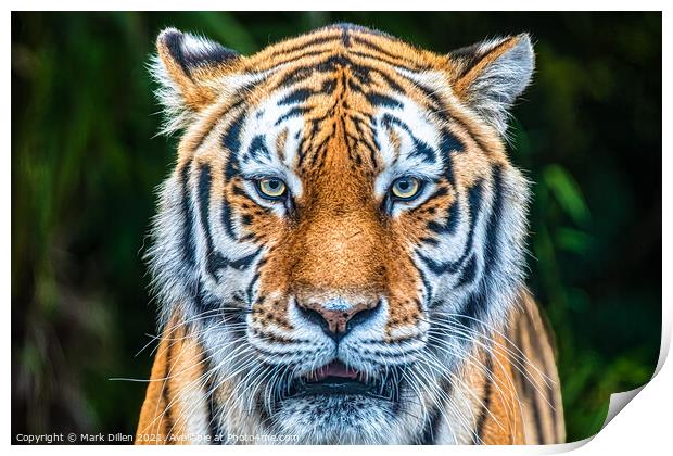 Amur Tiger Paradise Wildlife Park Print by Mark Dillen