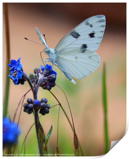 Small White Butterfly Print by JoDonna Rusk