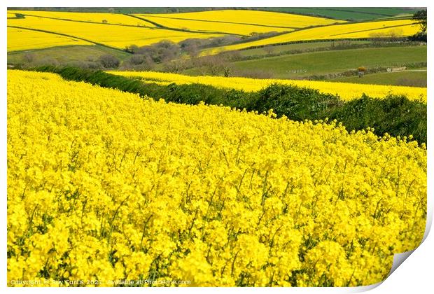 Sea of Yellow Fields Print by Roy Curtis