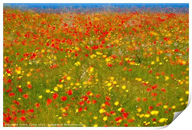 Poppies and Corn Marigolds Print by Roy Curtis