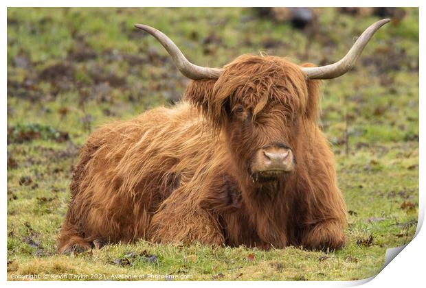Highland Coo Print by Kevin Taylor