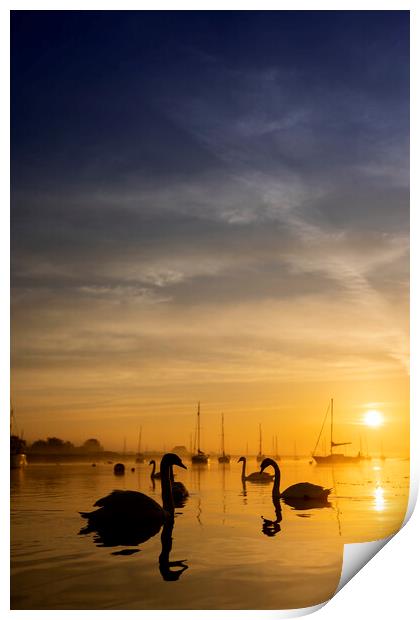 Swan Silhouette Print by johnny weaver
