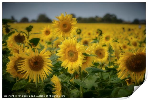 Sunflower field Print by Jim Butler