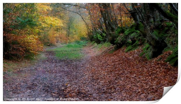 A woodland track in Autumn Print by Jim Butler