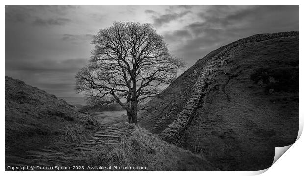 Sycamore Gap Print by Duncan Spence