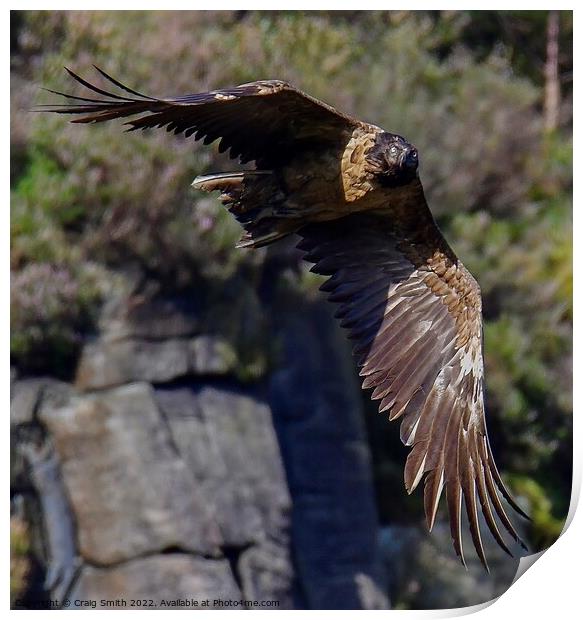 Bearded Vulture - Lammergeier  Print by Craig Smith