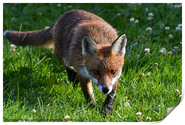 The Red Fox Print by Craig Smith