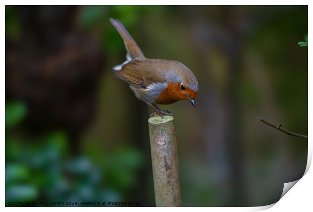 Robin Print by Craig Smith