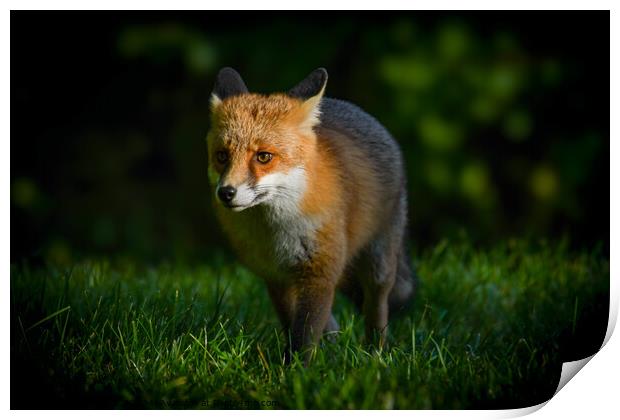 Red fox Print by Craig Smith