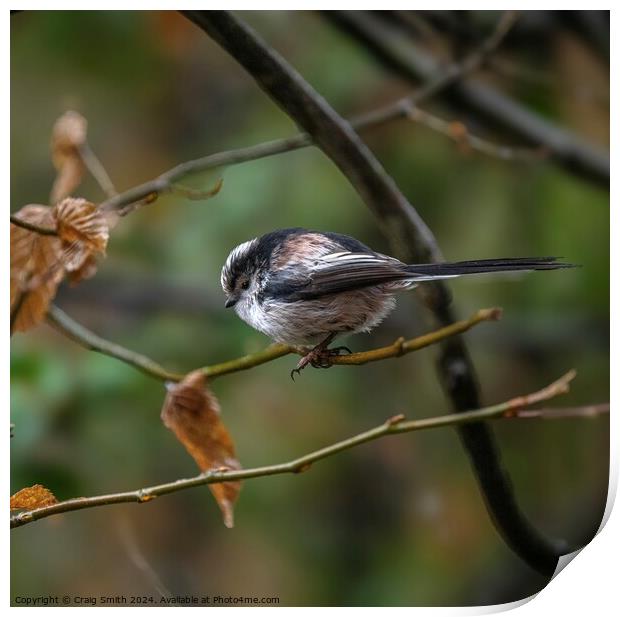 Long Tailed Tit Print by Craig Smith
