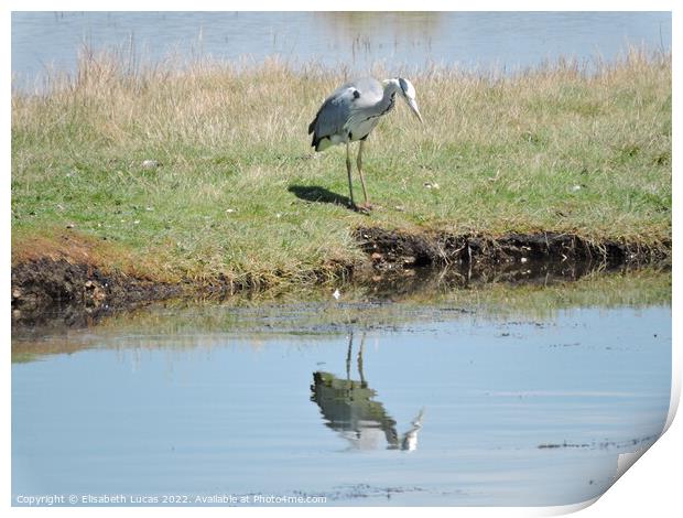Grey Heron and reflection Print by Elisabeth Lucas