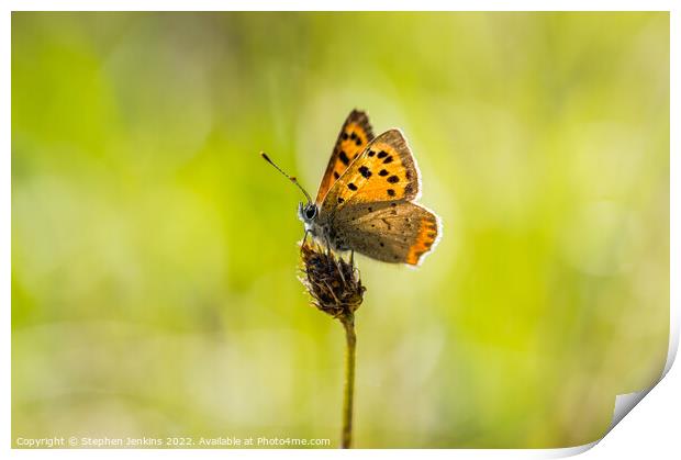 Small Cooper Butterfly Print by Stephen Jenkins