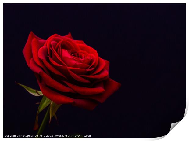  Red Rose Print by Stephen Jenkins