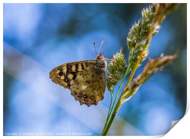 Speckled wood Butterfly Print by Stephen Jenkins