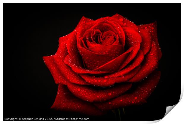 Red Rose Print by Stephen Jenkins