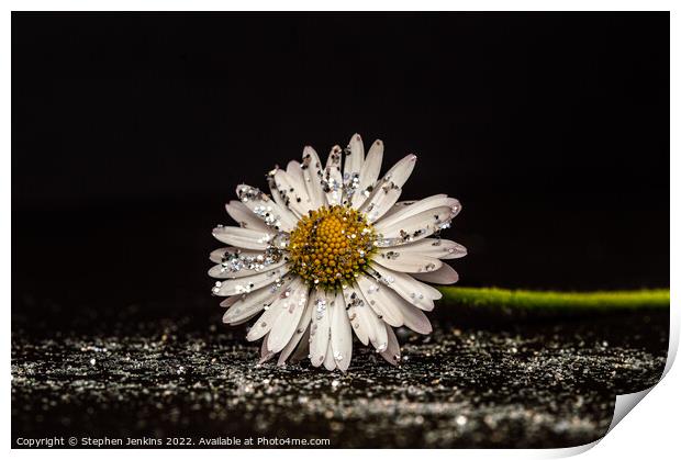 Glittery Daisy flower Print by Stephen Jenkins
