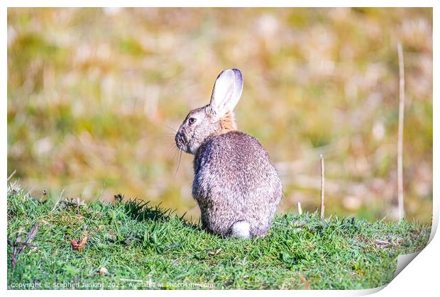 Easter Bunny Print by Stephen Jenkins