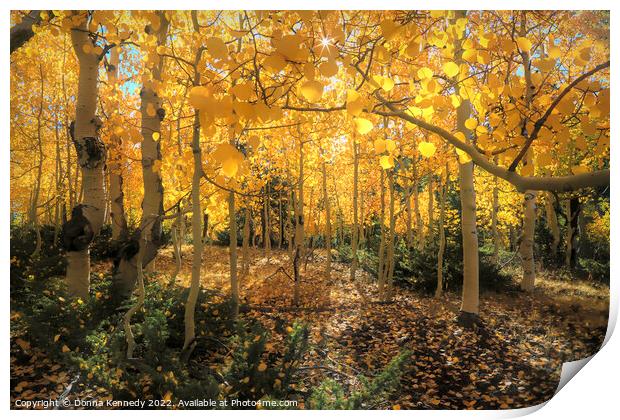 Backlit Aspen Forest Print by Donna Kennedy