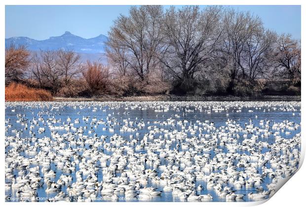 Snow Goose Migration Print by Donna Kennedy
