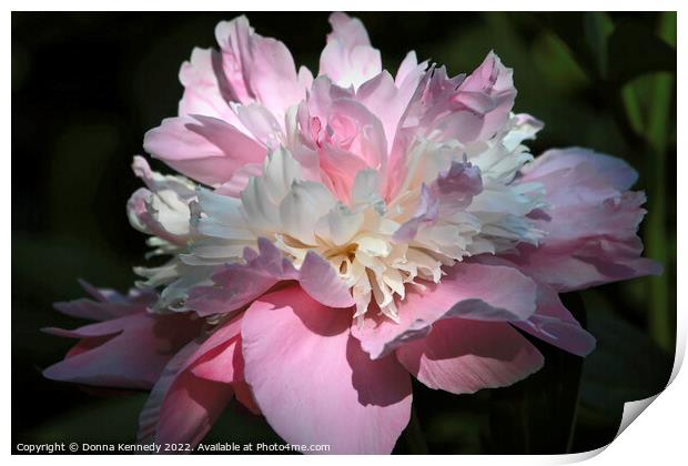 Pink Peony Print by Donna Kennedy