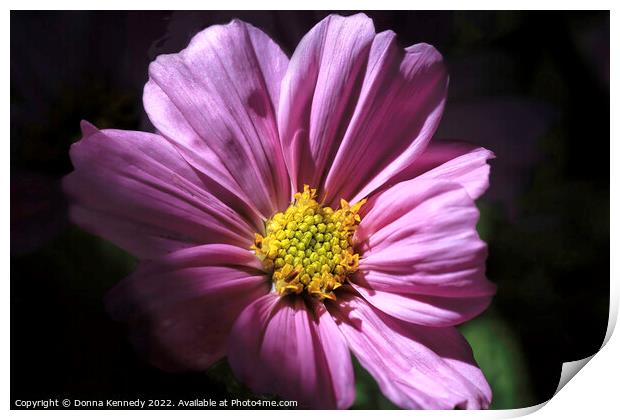Cosmos in Morning Light Print by Donna Kennedy
