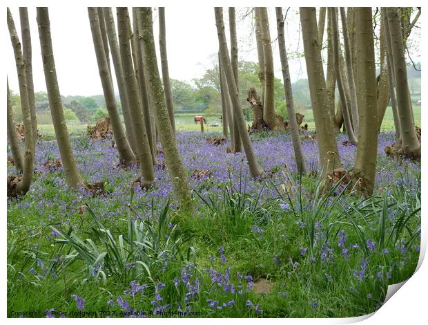 The beauty of a wooded area with spring bluebells Print by Peter Hodgson