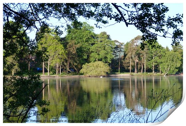 The beauty of the trees and shadows over Petersfield Pond  Print by Peter Hodgson
