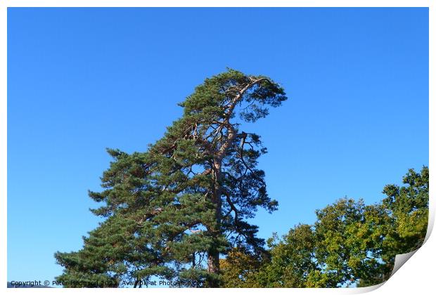 Towering Pine against the Autumn sky Print by Peter Hodgson
