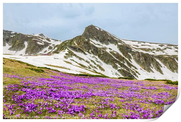 Field of mountain wildflowers. Print by Plamen Petrov