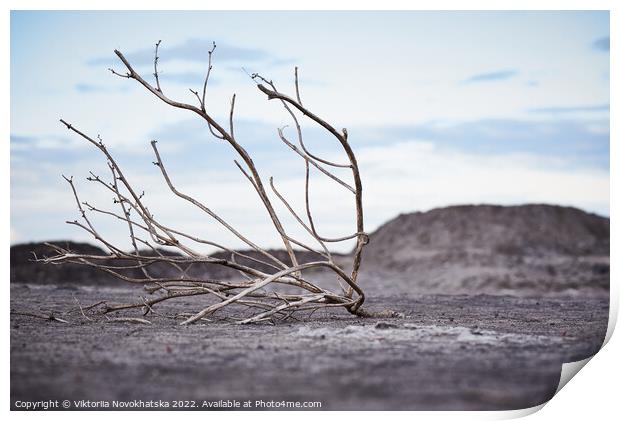 Dead tree in arid soil Print by Viktoriia Novokhatska