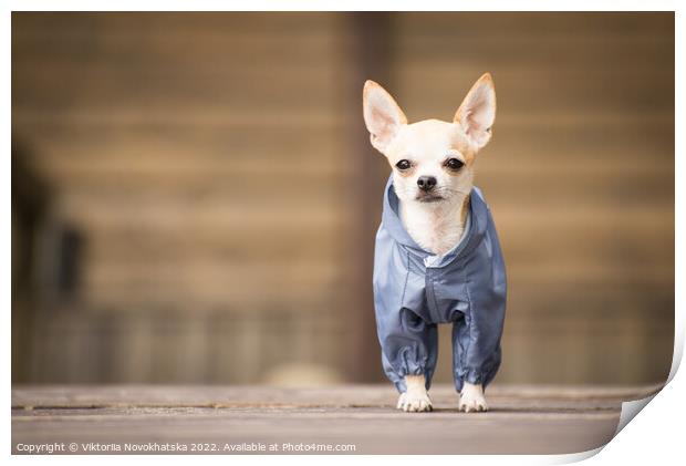 Chihuahua in metallic clothes Print by Viktoriia Novokhatska