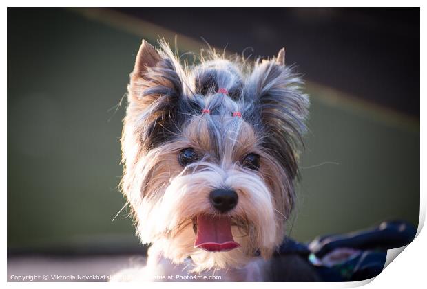 A little dog with hairstyle Print by Viktoriia Novokhatska