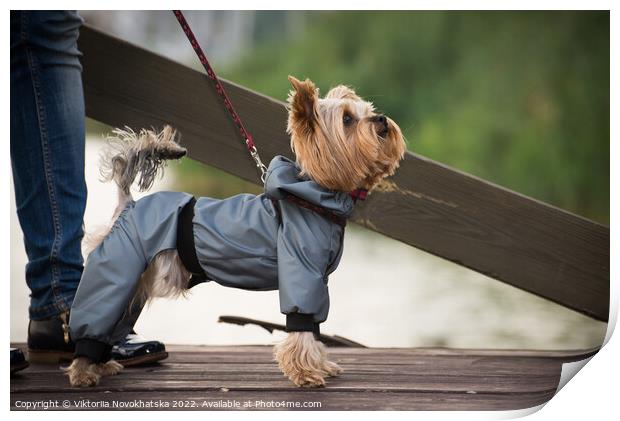 A small dog walking in overalls Print by Viktoriia Novokhatska