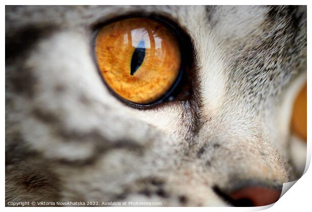 Eye of a cat close-up Print by Viktoriia Novokhatska