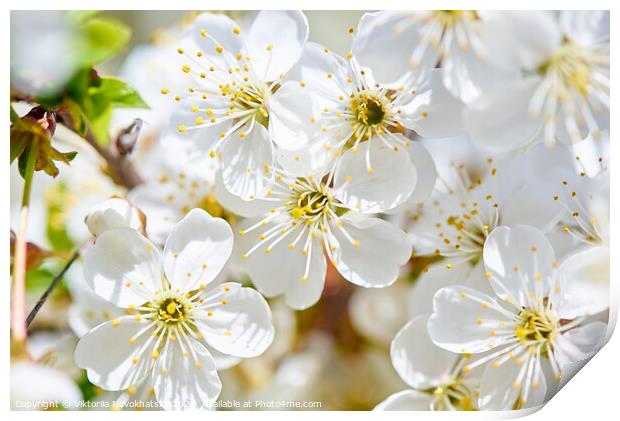 A flowering cherry in the sunlight. Print by Viktoriia Novokhatska