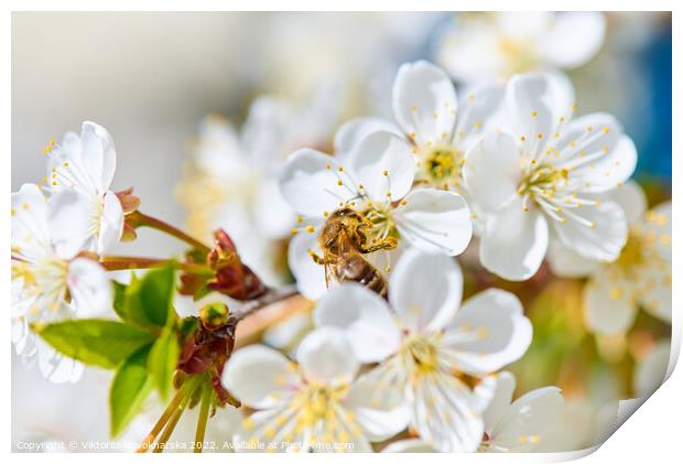 Flowering cherry and a bee Print by Viktoriia Novokhatska